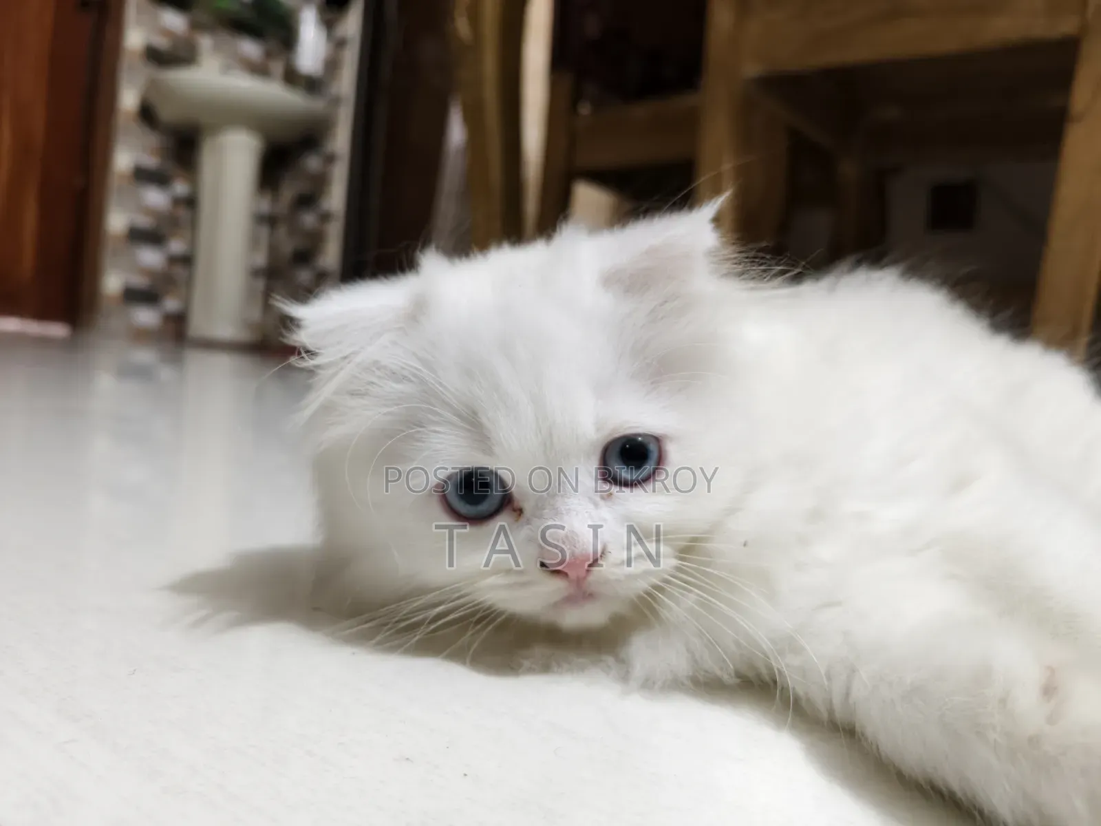 1-3 months Female Purebred Persian