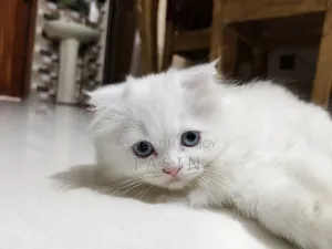 1-3 months Female Purebred Persian