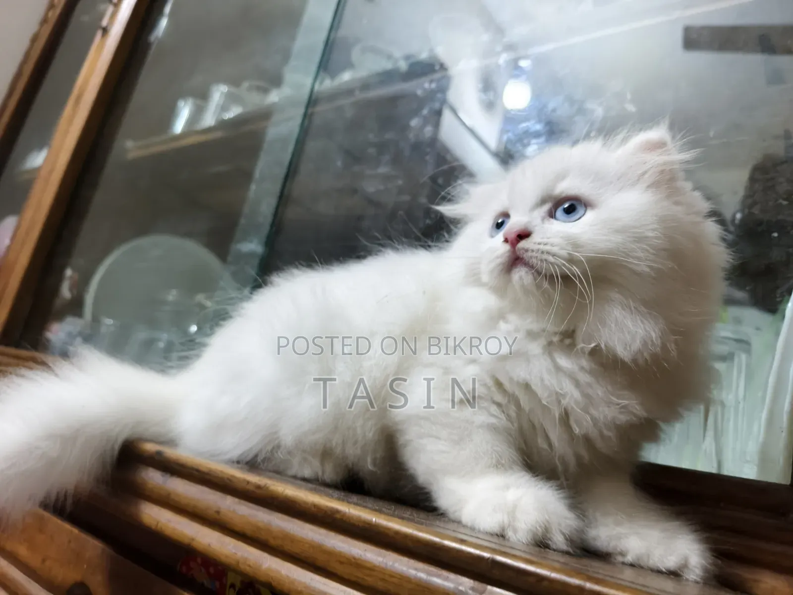 1-3 months Female Purebred Persian