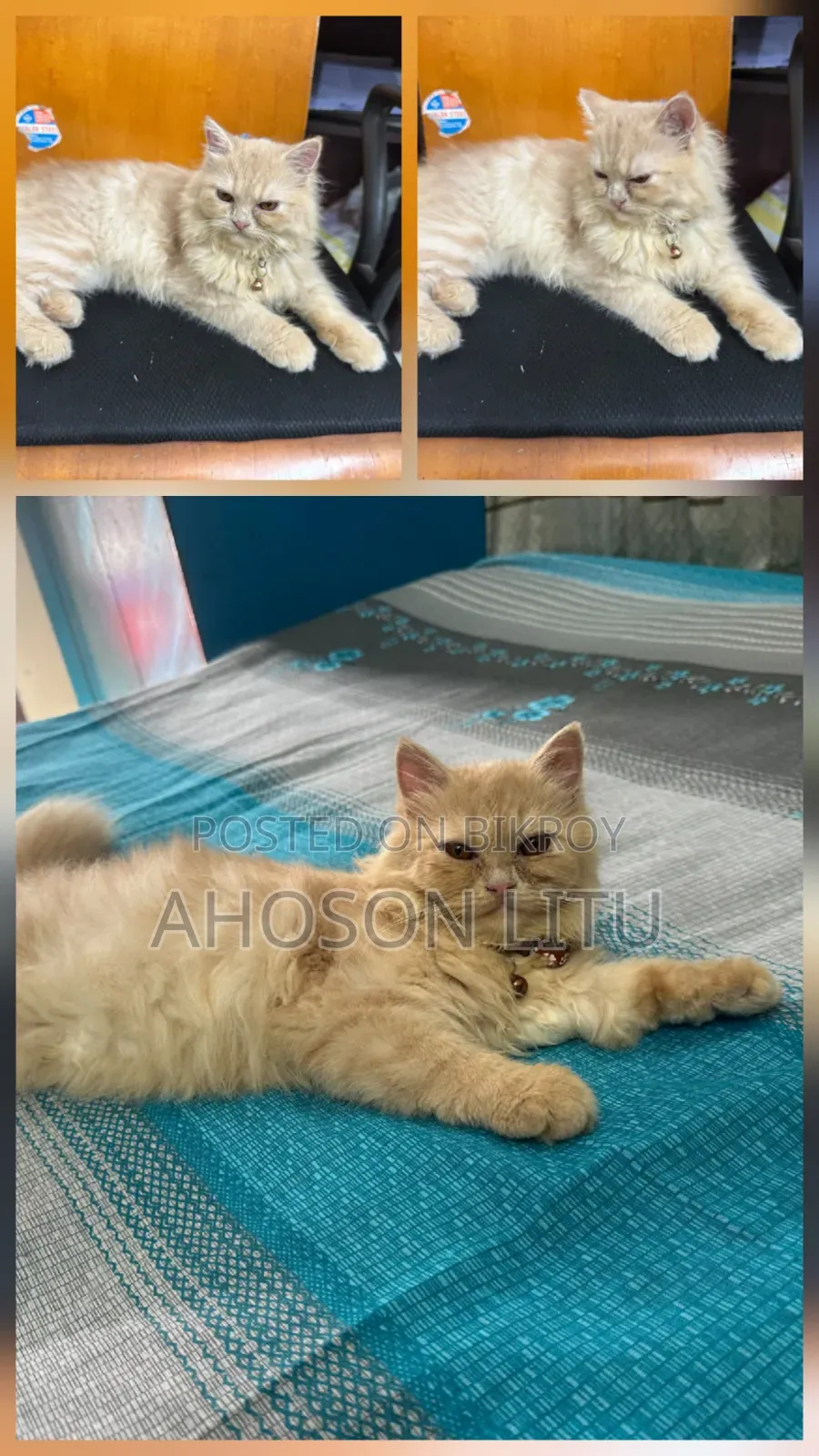 3-6 months Female Purebred Persian