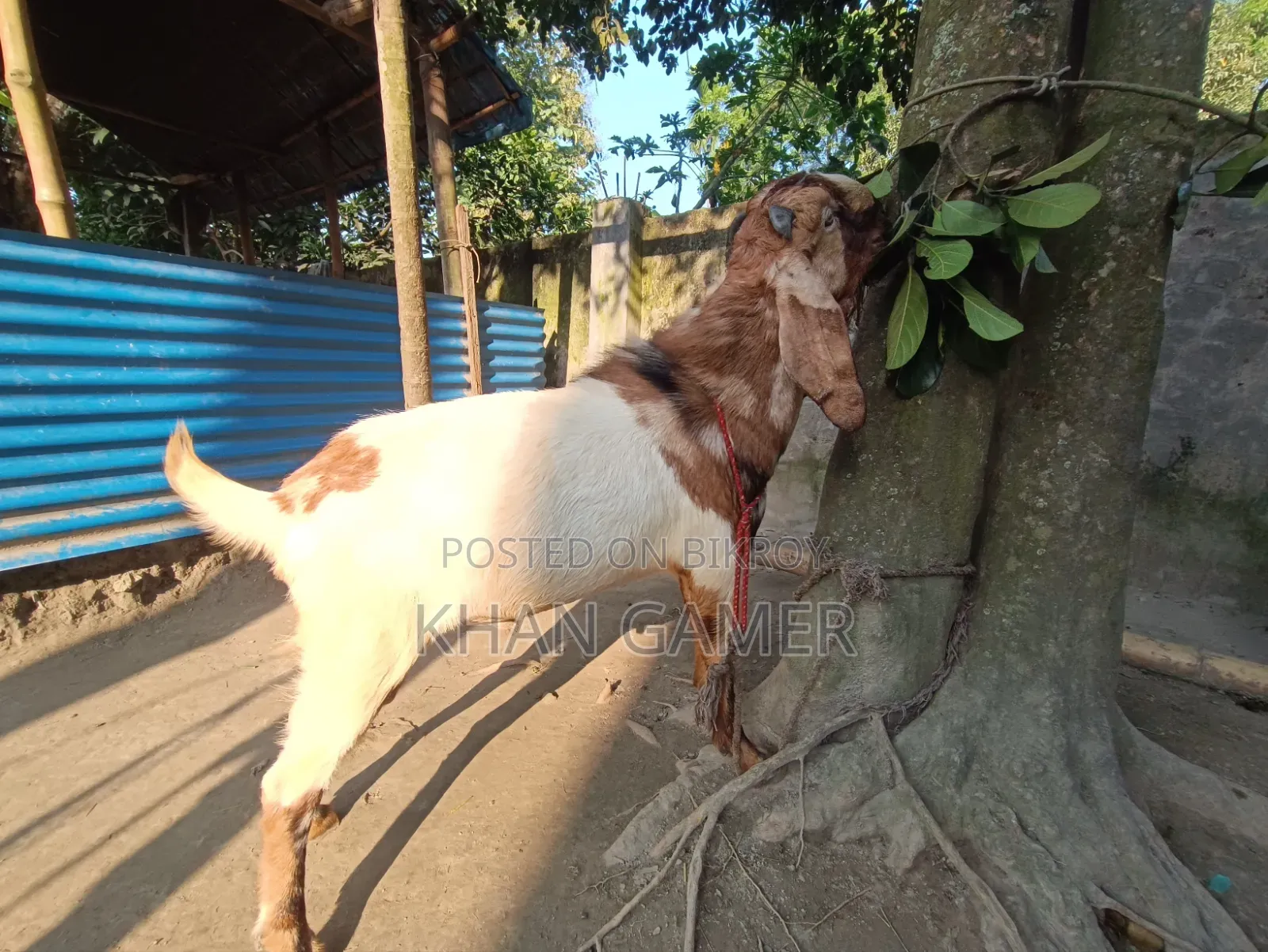 Goat for Sale