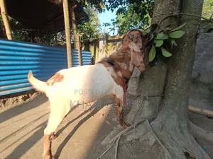 Goat for Sale