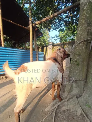 Goat for Sale
