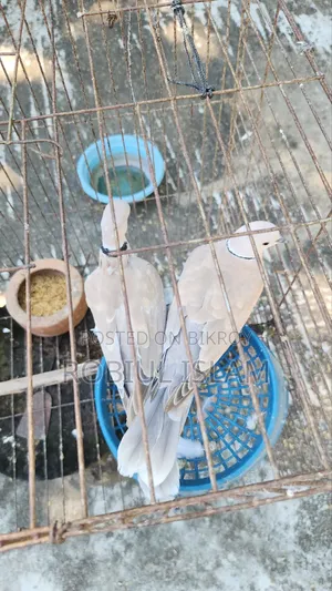 3 Pairs of Dove Birds