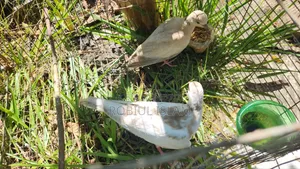 3 Pairs of Dove Birds