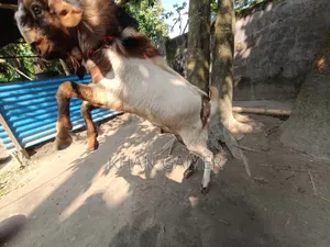 Goat for Sale