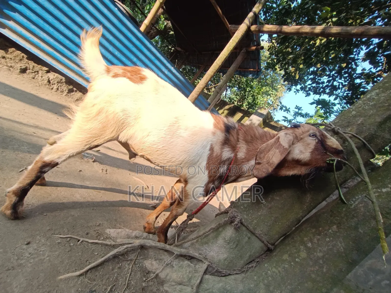 Goat for Sale