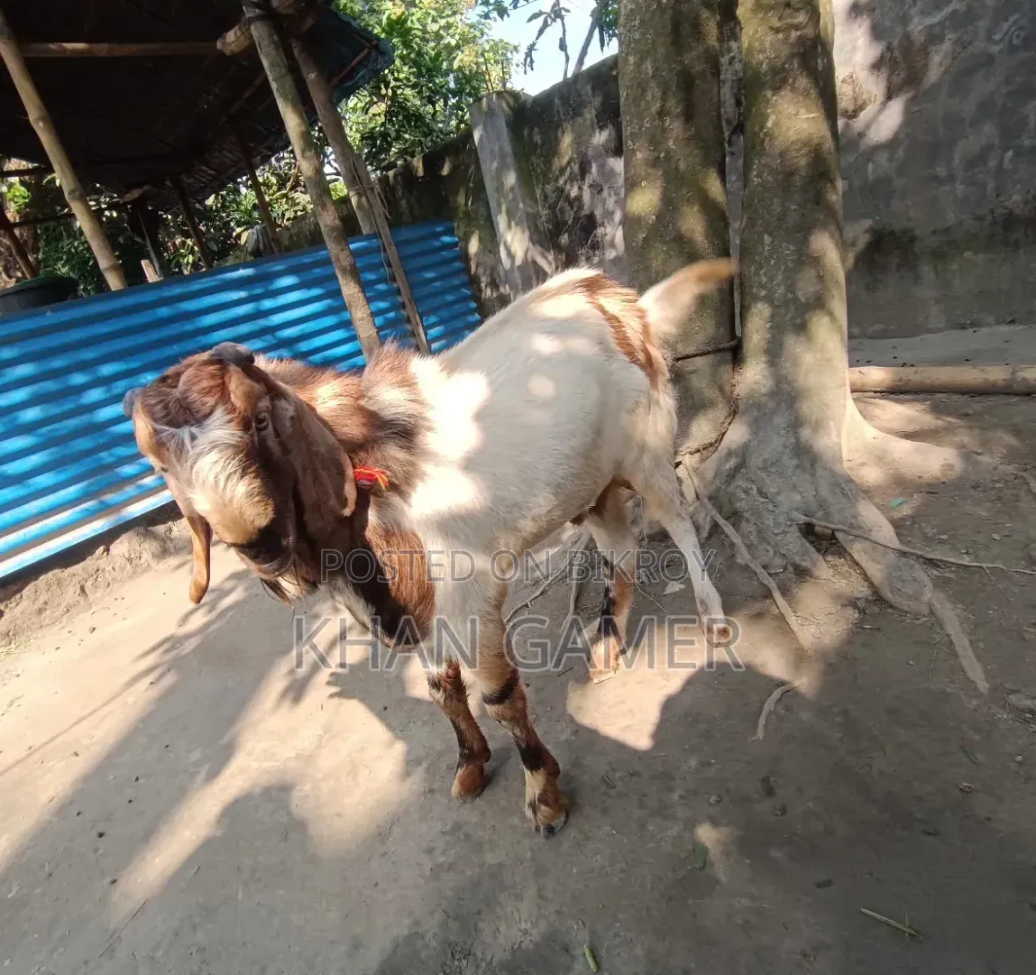 Goat for Sale