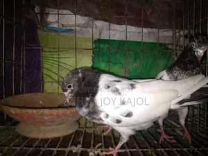 Very good quality pigeons for sale Pakistani Blue Line