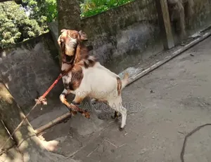 Goat for Sale