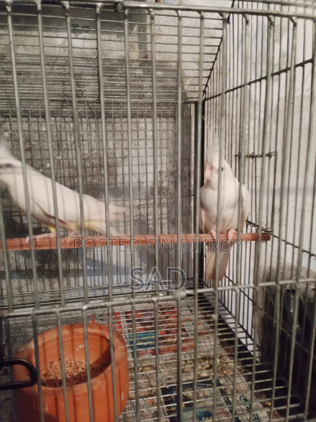 ককাটেল