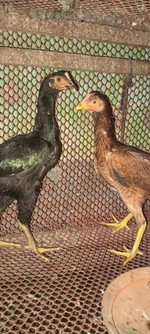 আসিল বেঙ্গাম