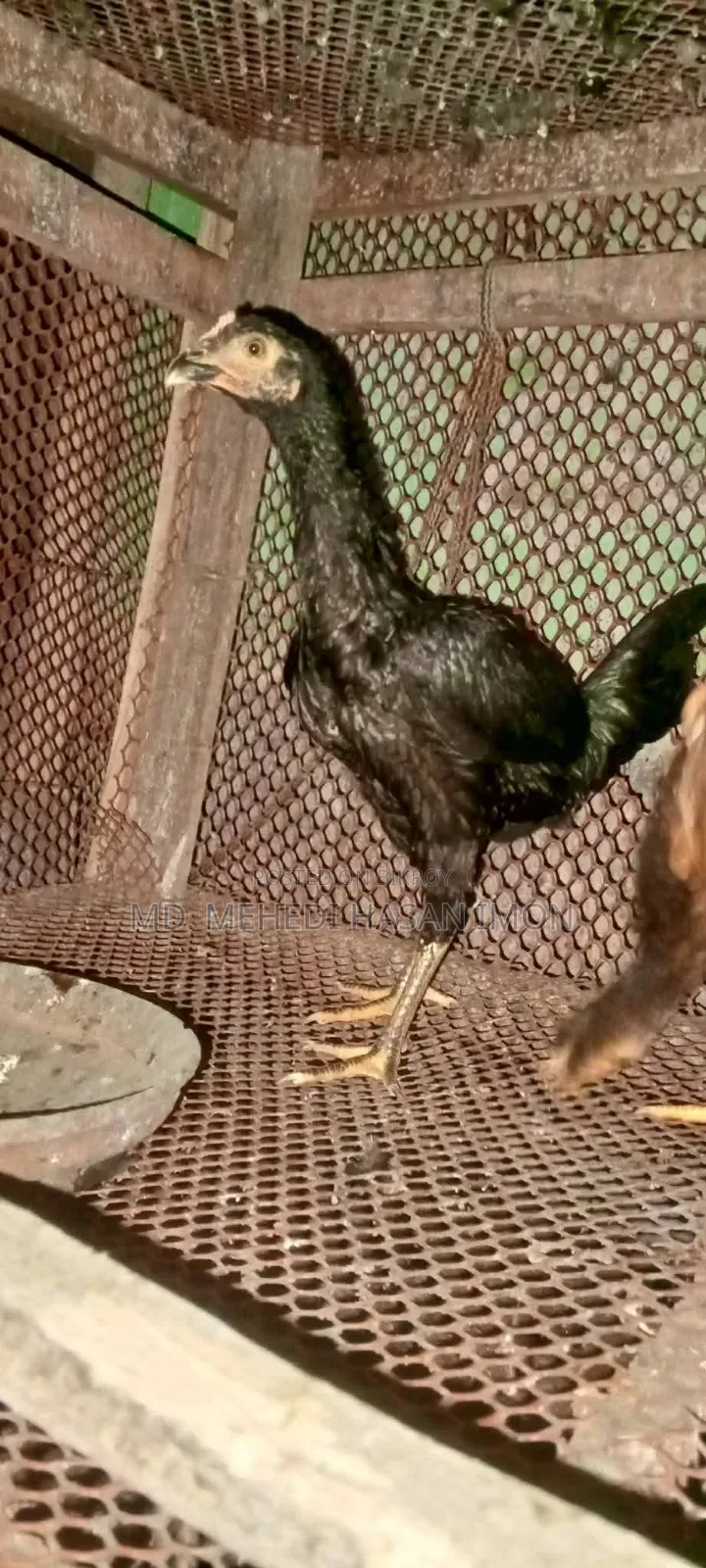 আসিল বেঙ্গাম