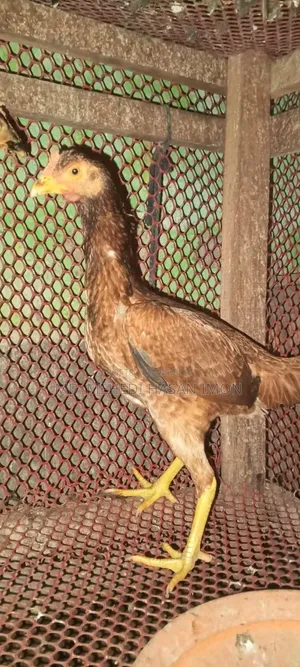আসিল বেঙ্গাম