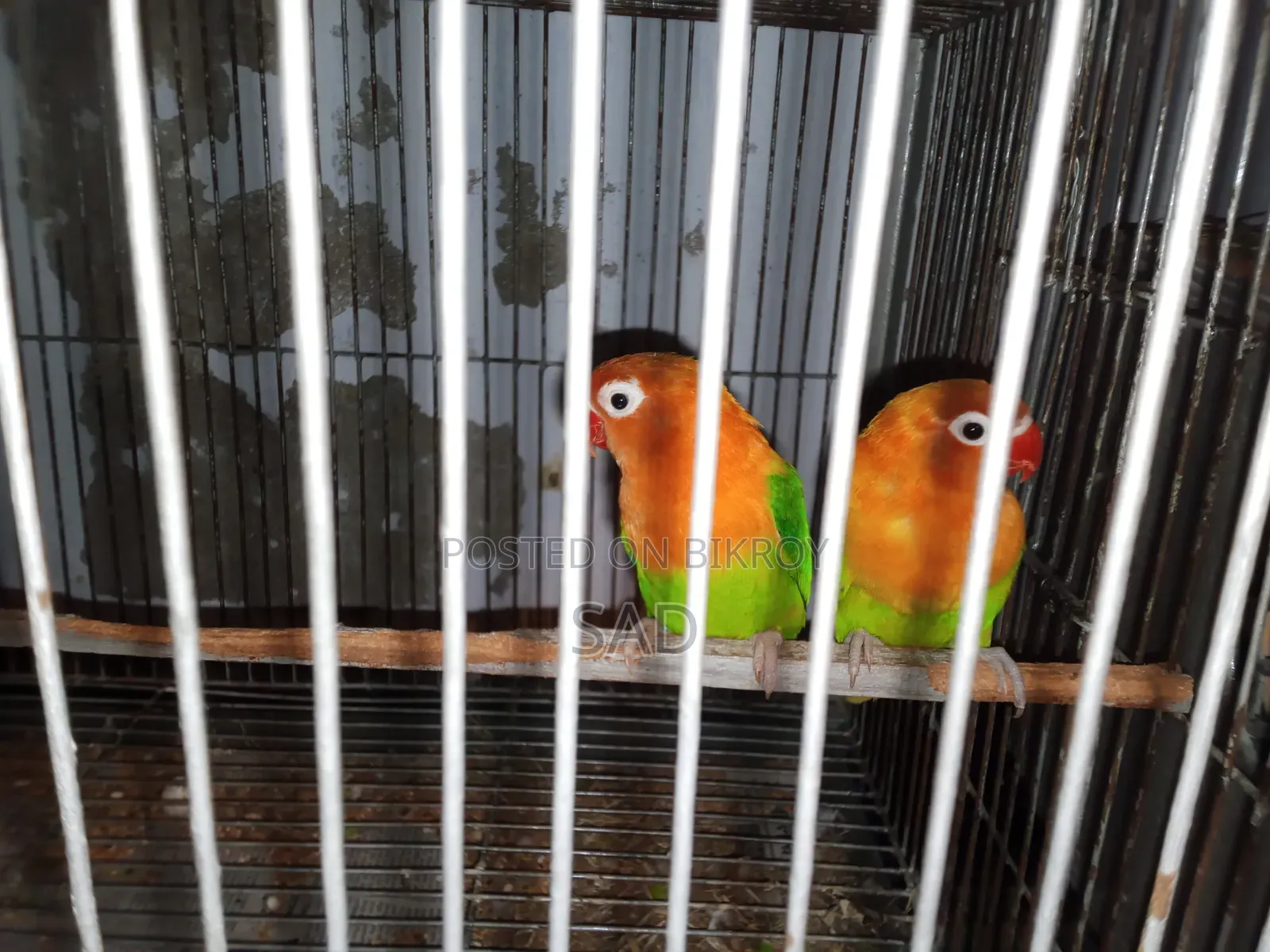 Love Birds লাভ বার্ড