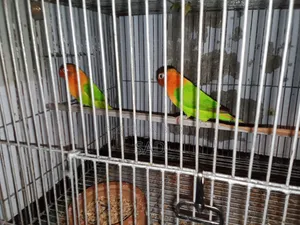 Love Birds লাভ বার্ড