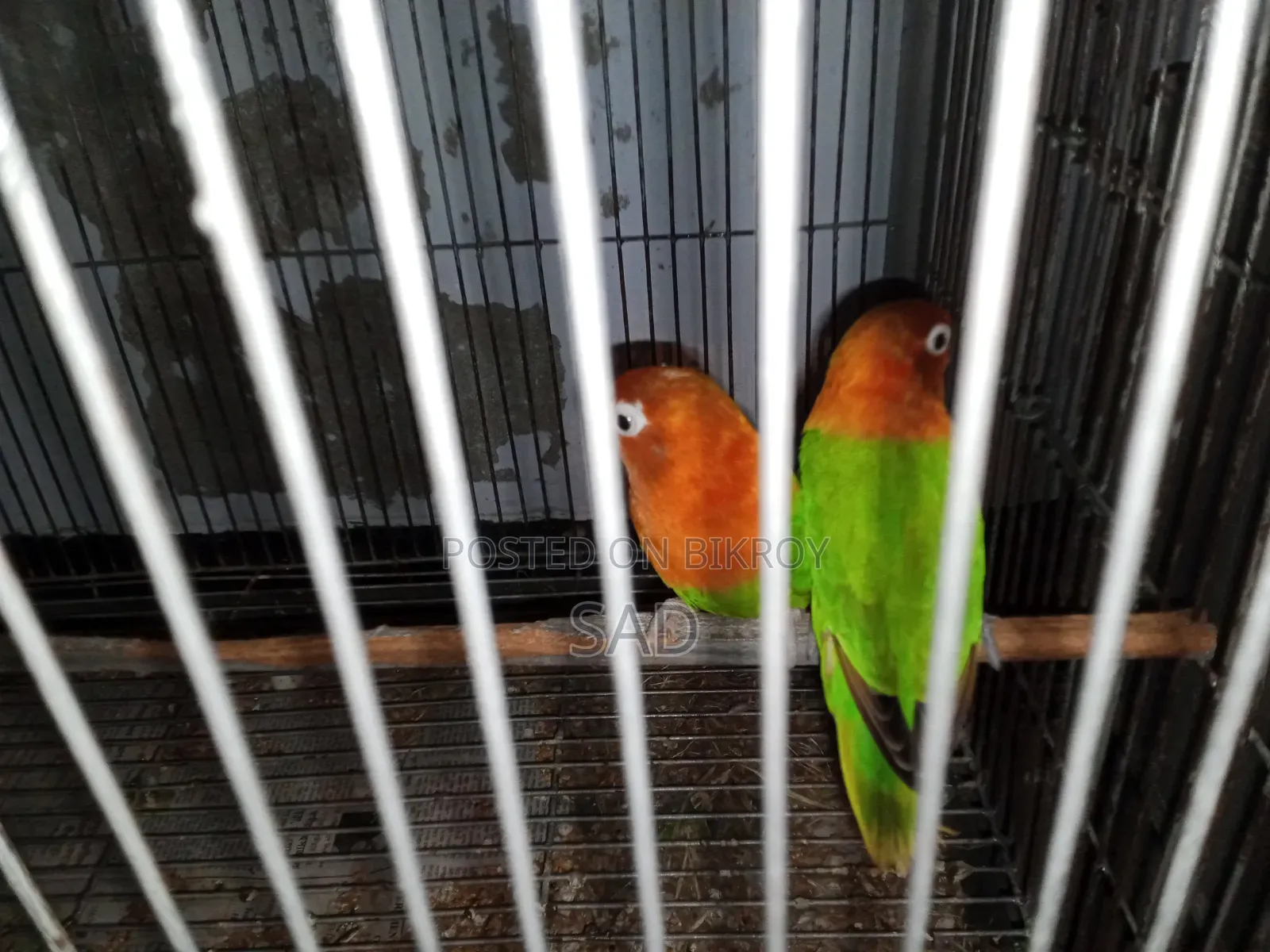Love Birds লাভ বার্ড