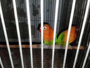 Love Birds লাভ বার্ড