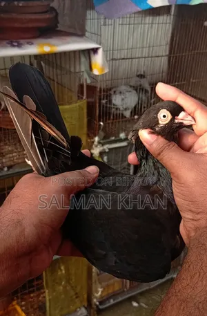 Moyna Jac Female