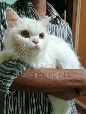 ৬-১২ মাসের ফিমেল পিউরব্রেড পার্সিয়ান