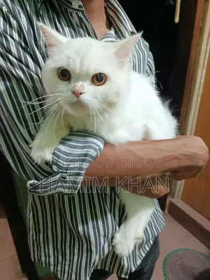 ৬-১২ মাসের ফিমেল পিউরব্রেড পার্সিয়ান