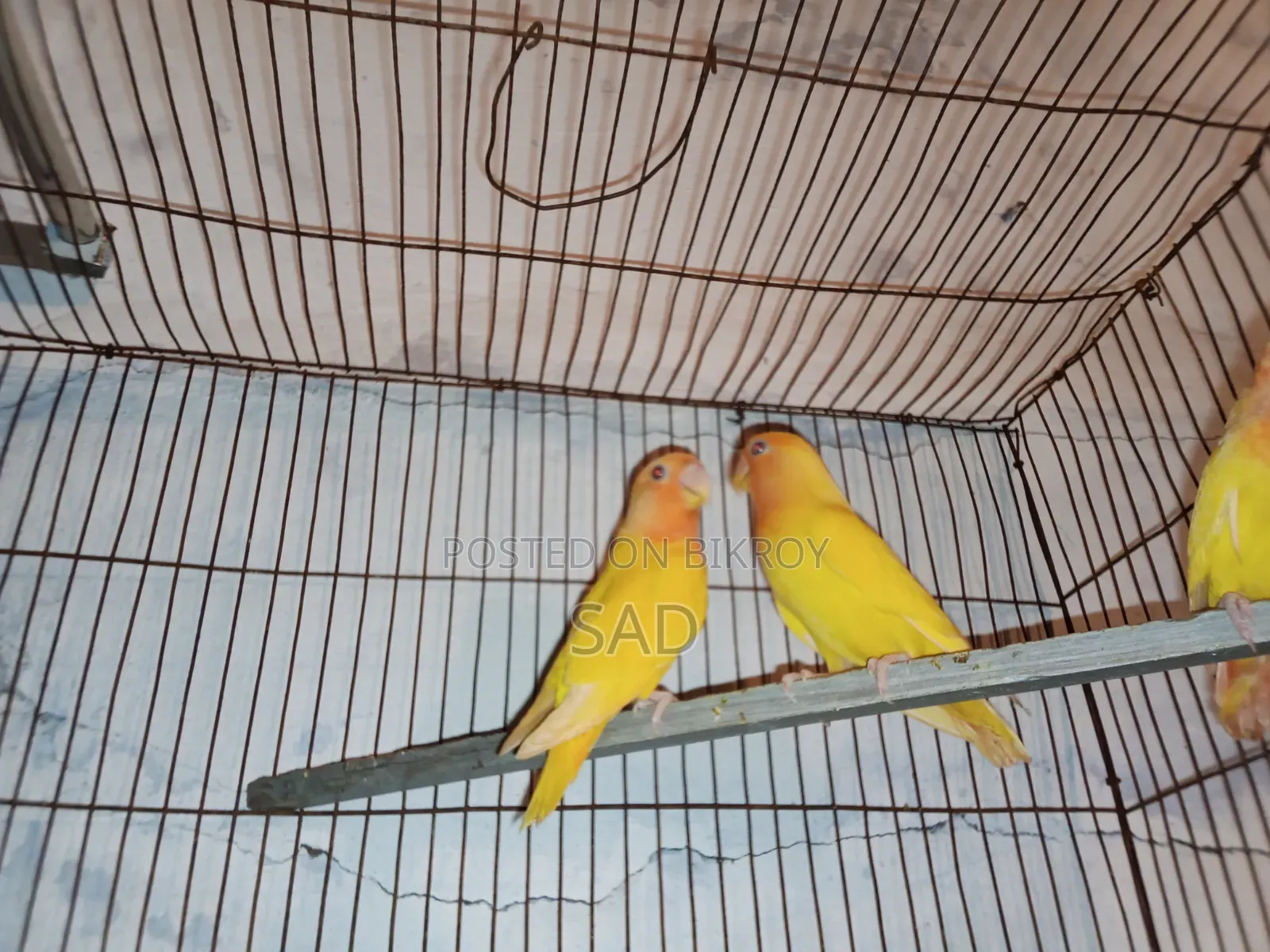 লাভ বার্ডস বেবি লাভ বার্ড শিশু