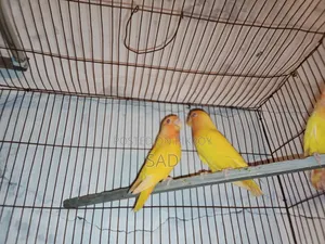 লাভ বার্ডস বেবি লাভ বার্ড শিশু
