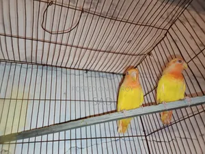 লাভ বার্ডস বেবি লাভ বার্ড শিশু