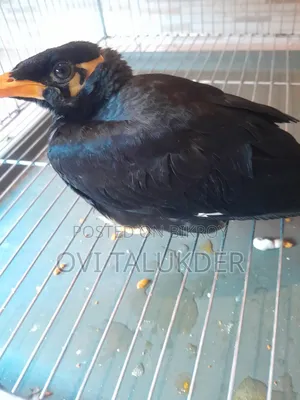 Talking Hill Myna