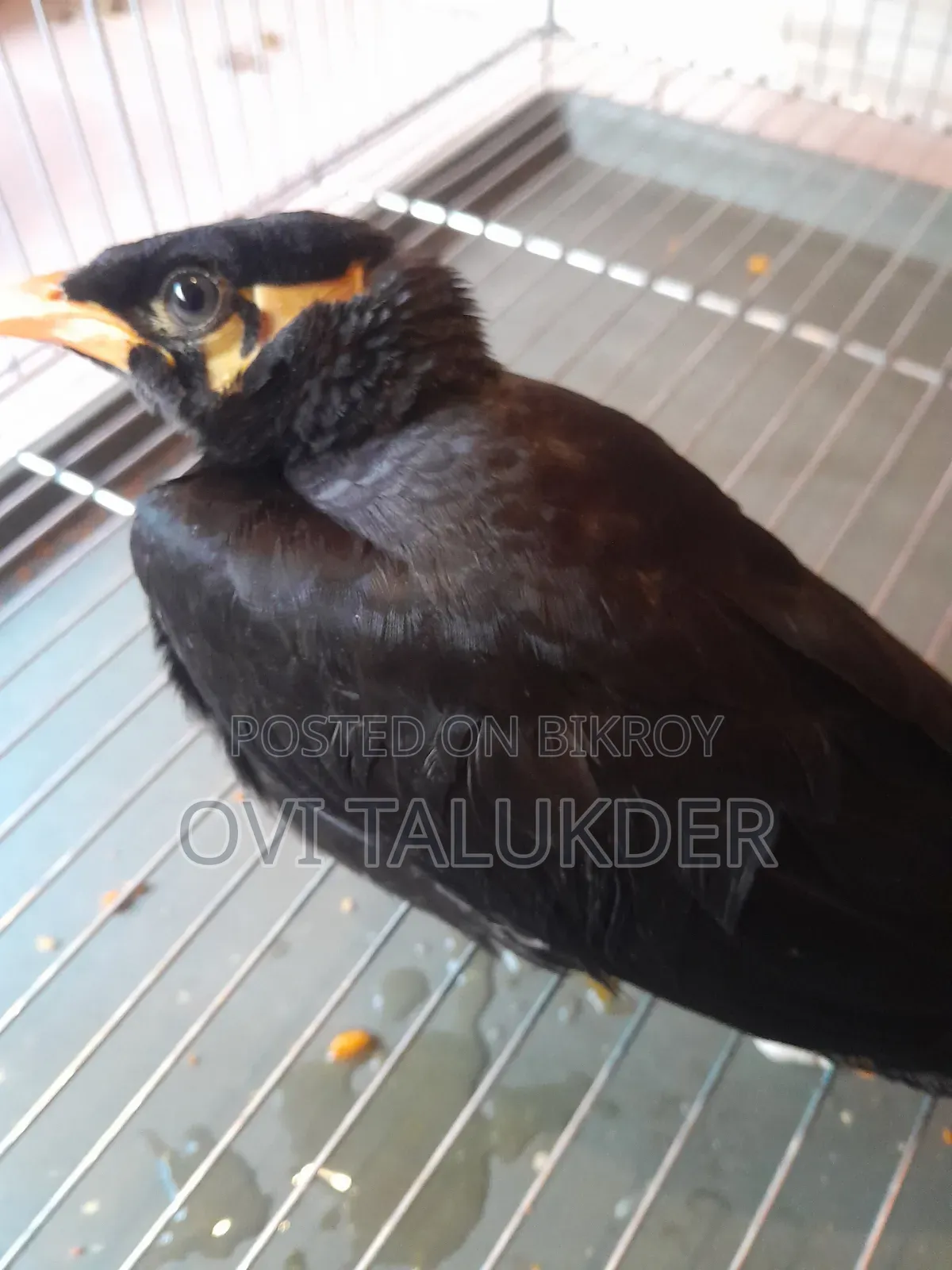Talking Hill Myna