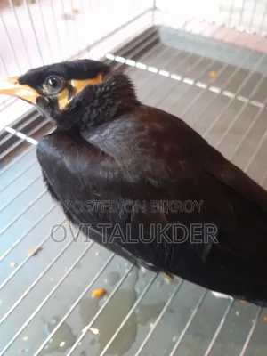 Talking Hill Myna
