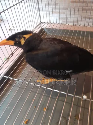 Talking Hill Myna