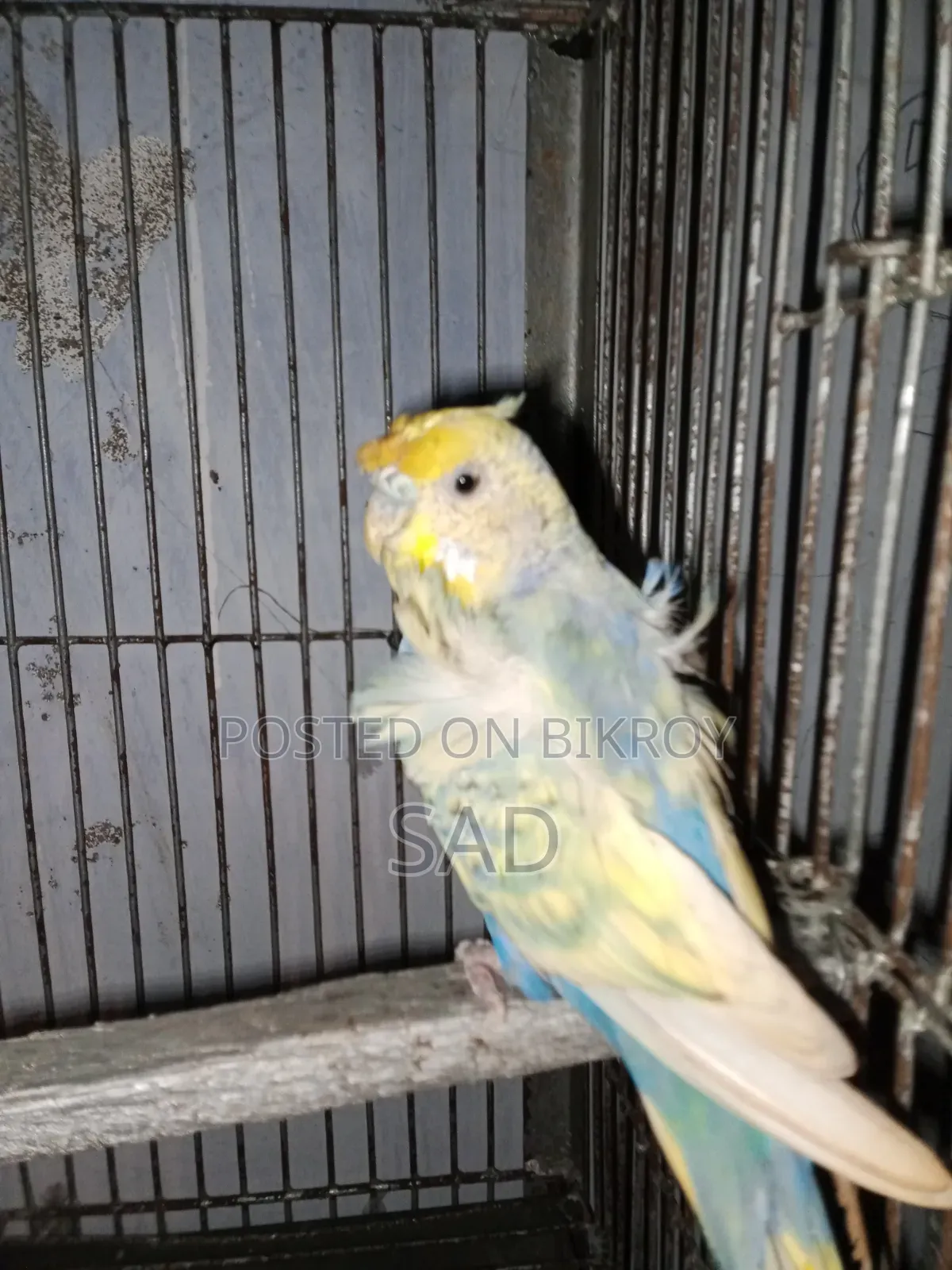 জেপি বাজরিগার Jp Bajrigar