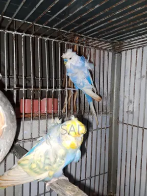 জেপি বাজরিগার Jp Bajrigar
