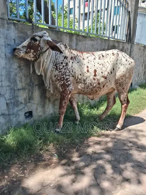 রাঠি জাতের গাভী