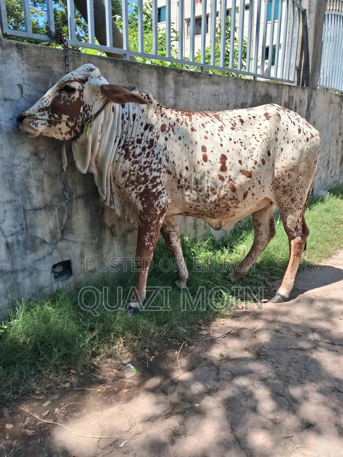 রাঠি জাতের গাভী