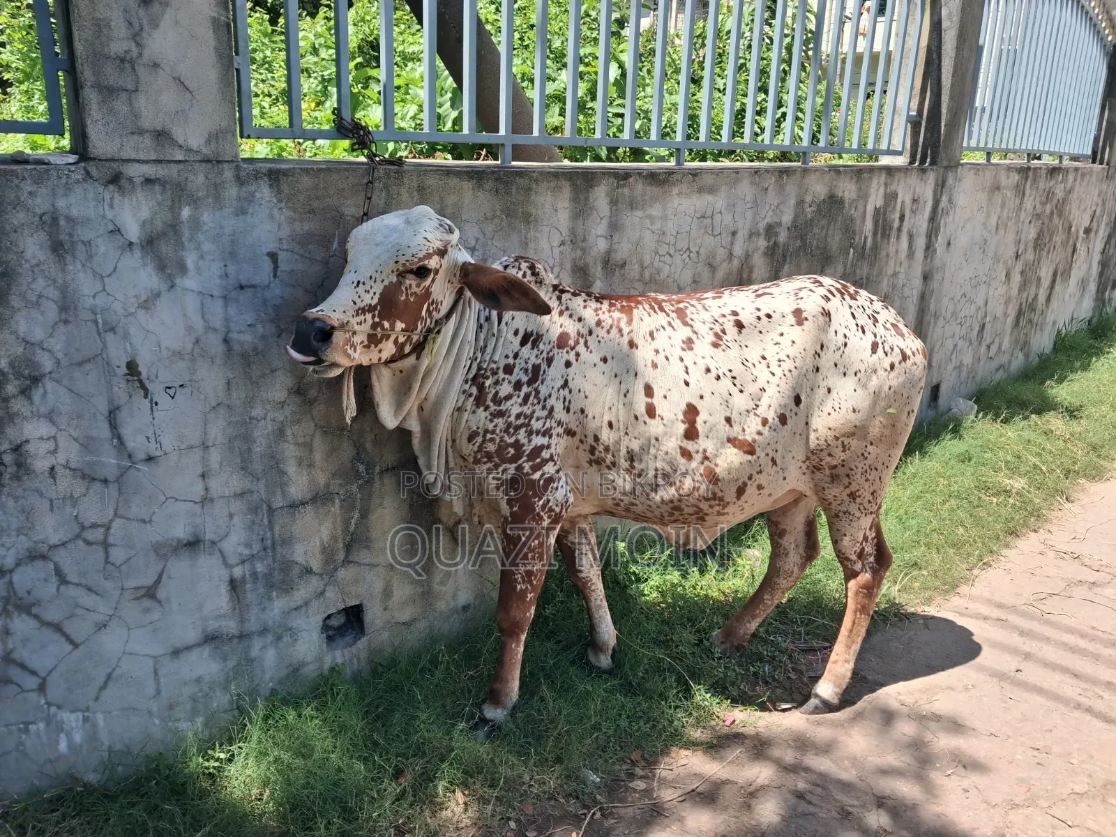রাঠি জাতের গাভী