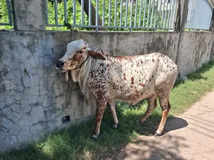 রাঠি জাতের গাভী