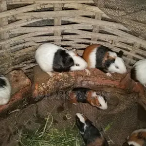 4 Guinea pigs for sale, 2 are babies and 2 are breeding adults