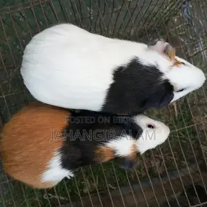 4 Guinea pigs for sale, 2 are babies and 2 are breeding adults