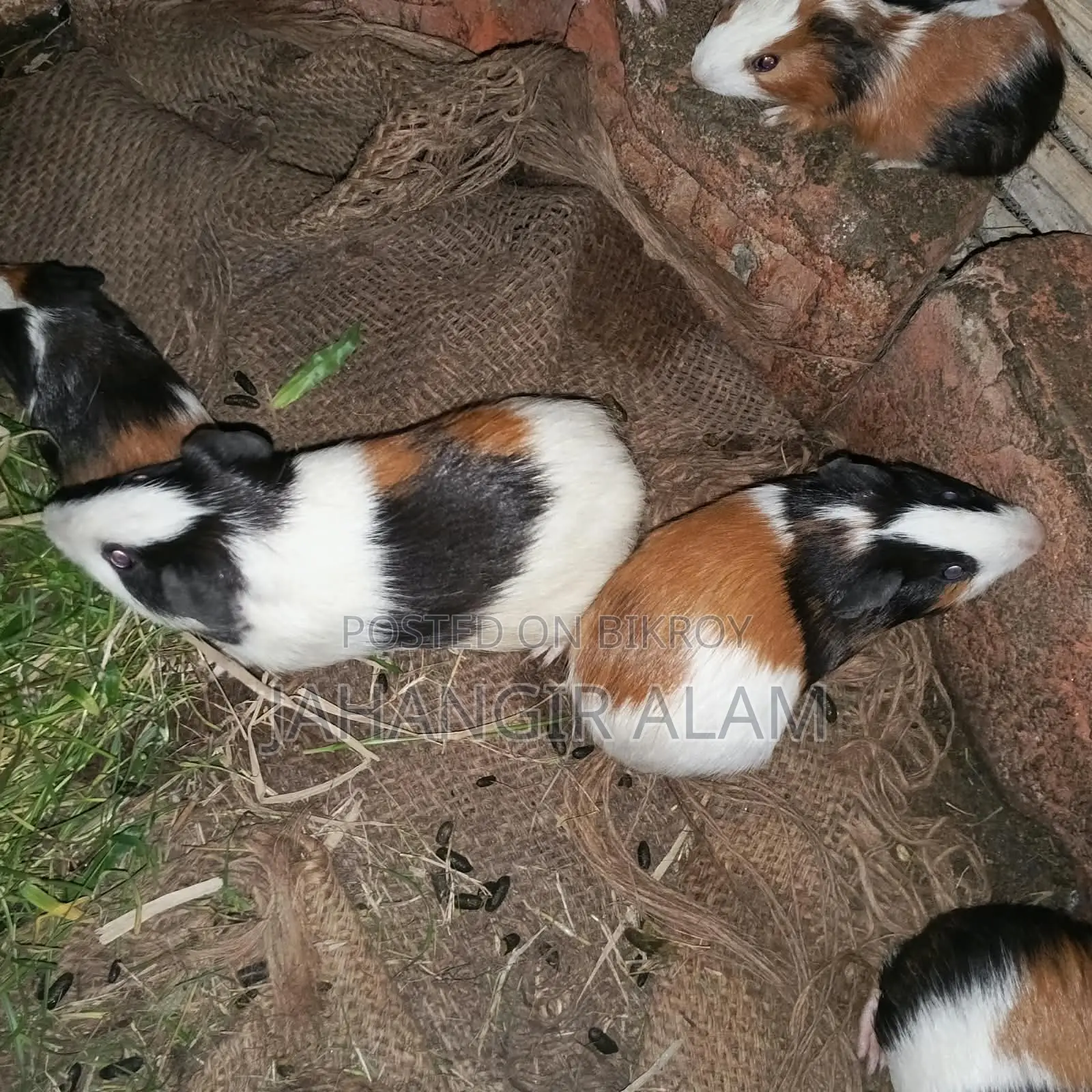 4 Guinea pigs for sale, 2 are babies and 2 are breeding adults