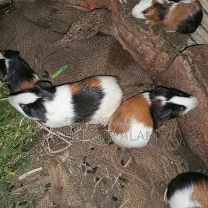 4 Guinea pigs for sale, 2 are babies and 2 are breeding adults