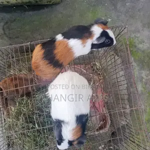 4 Guinea pigs for sale, 2 are babies and 2 are breeding adults
