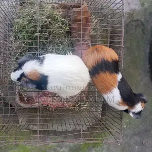 4 Guinea pigs for sale, 2 are babies and 2 are breeding adults