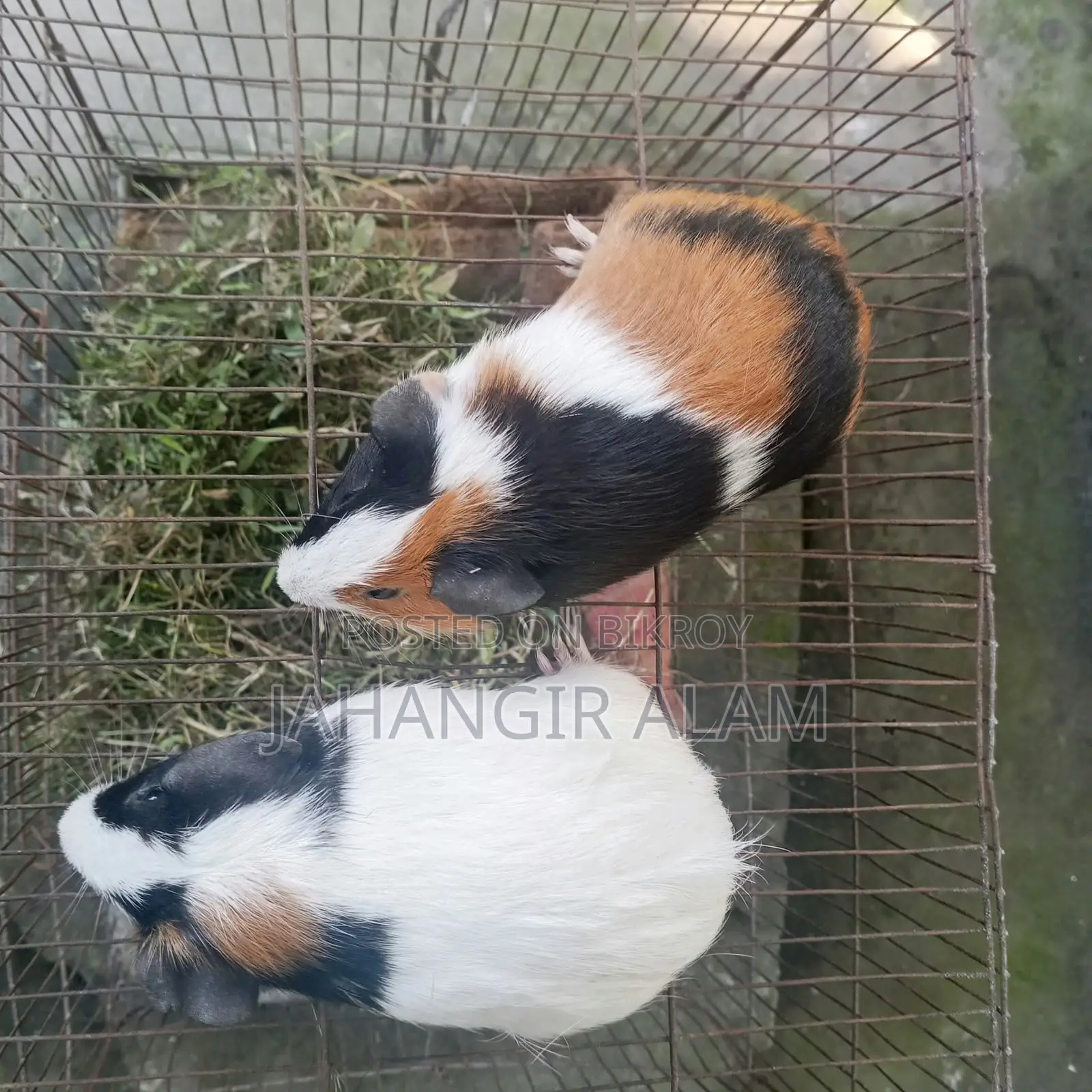 4 Guinea pigs for sale, 2 are babies and 2 are breeding adults