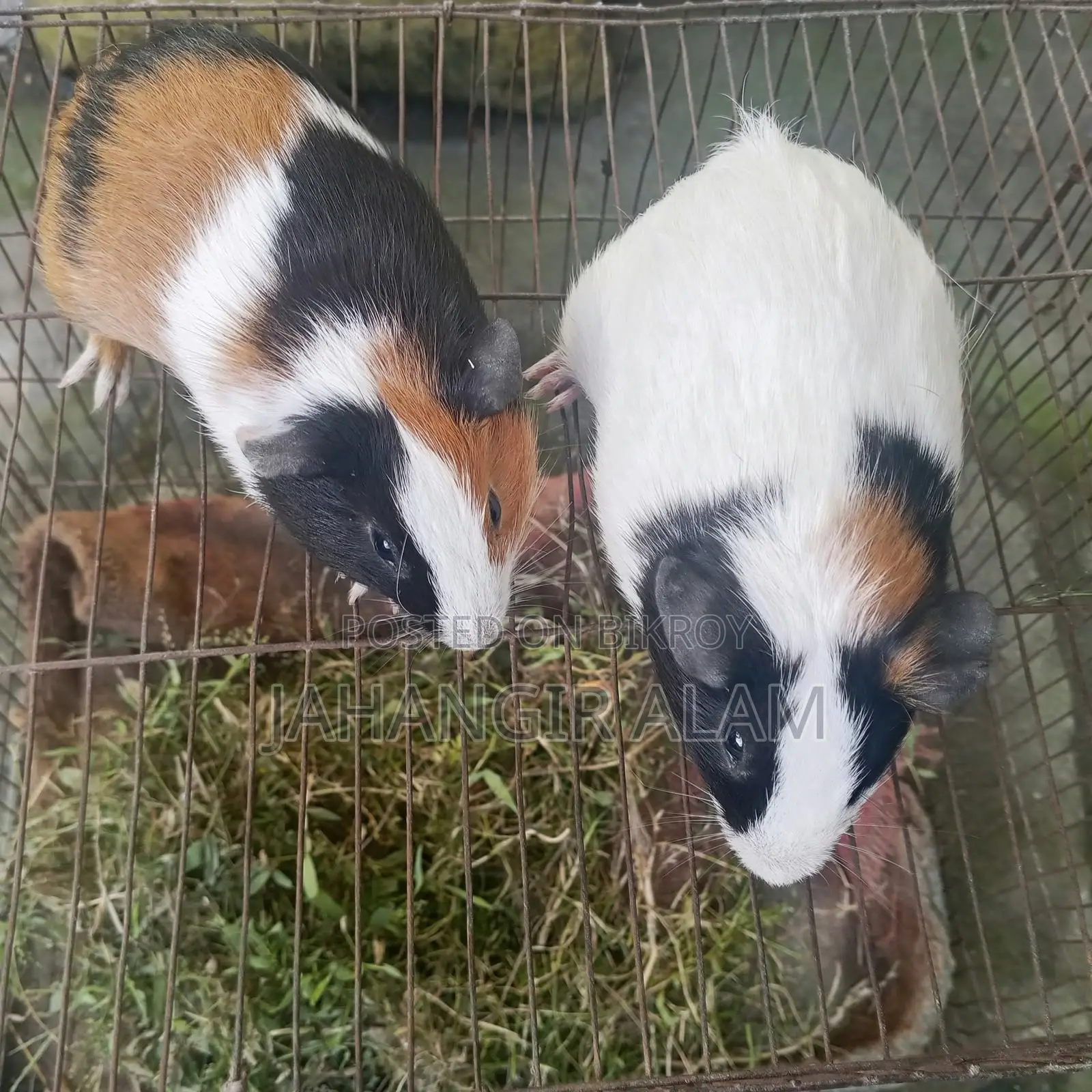 4 Guinea pigs for sale, 2 are babies and 2 are breeding adults