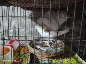 মূয়র ূপজডহডপসহচমচজডেূনডচজডপজূকদেূেড