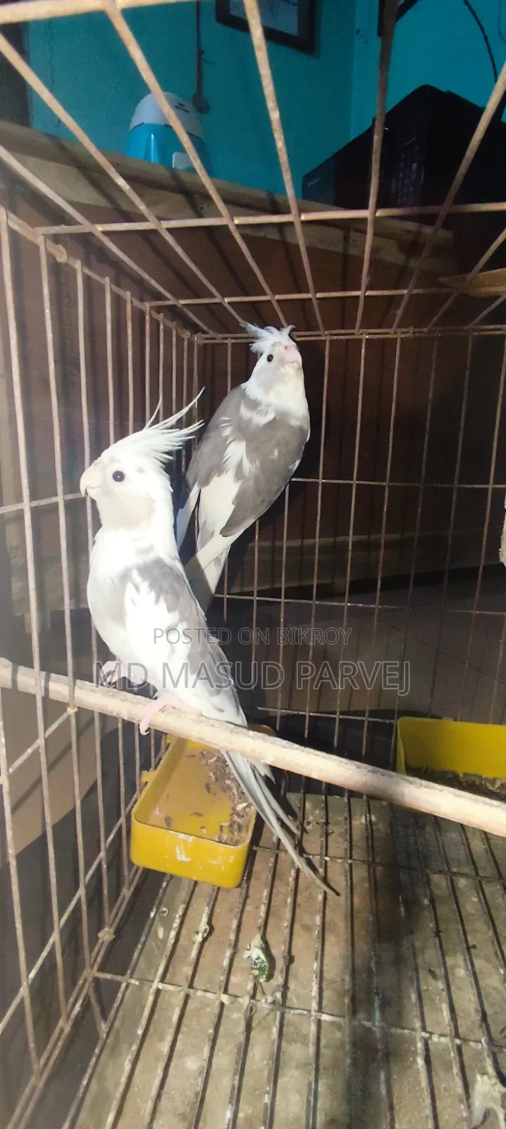 কোকাটেল পাখি
