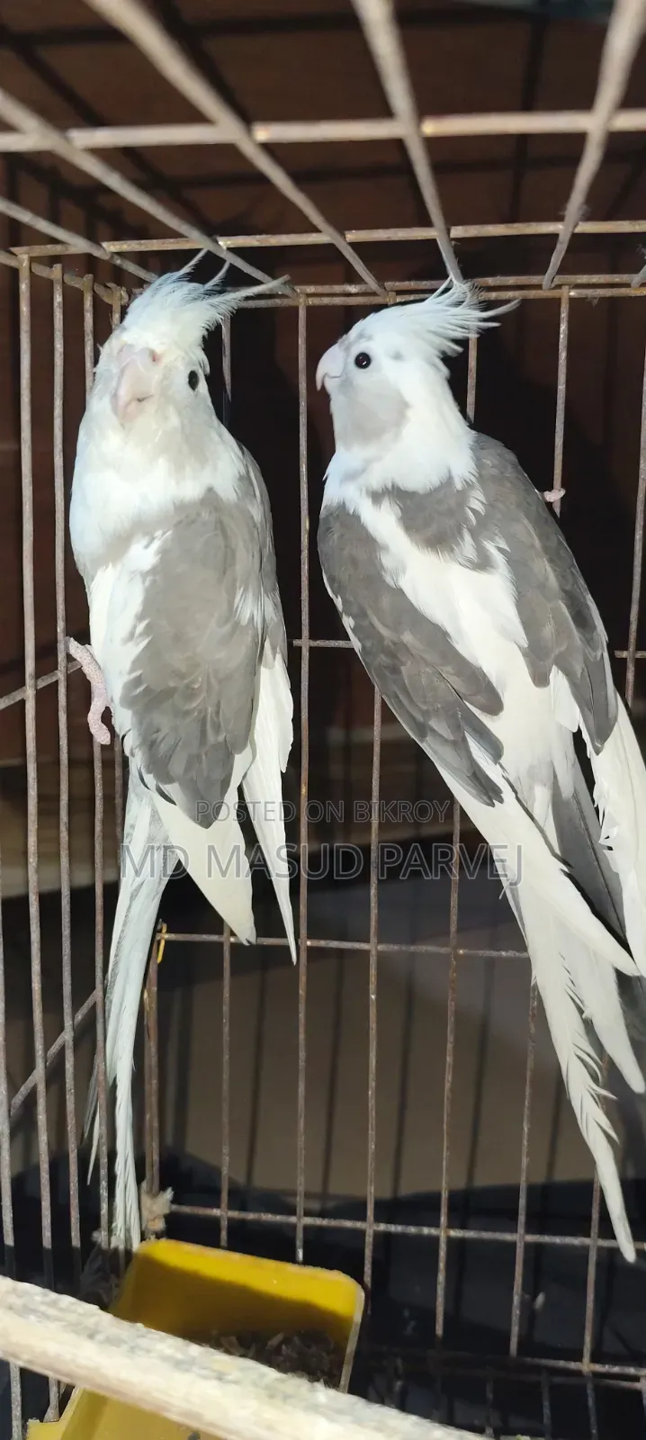 কোকাটেল পাখি
