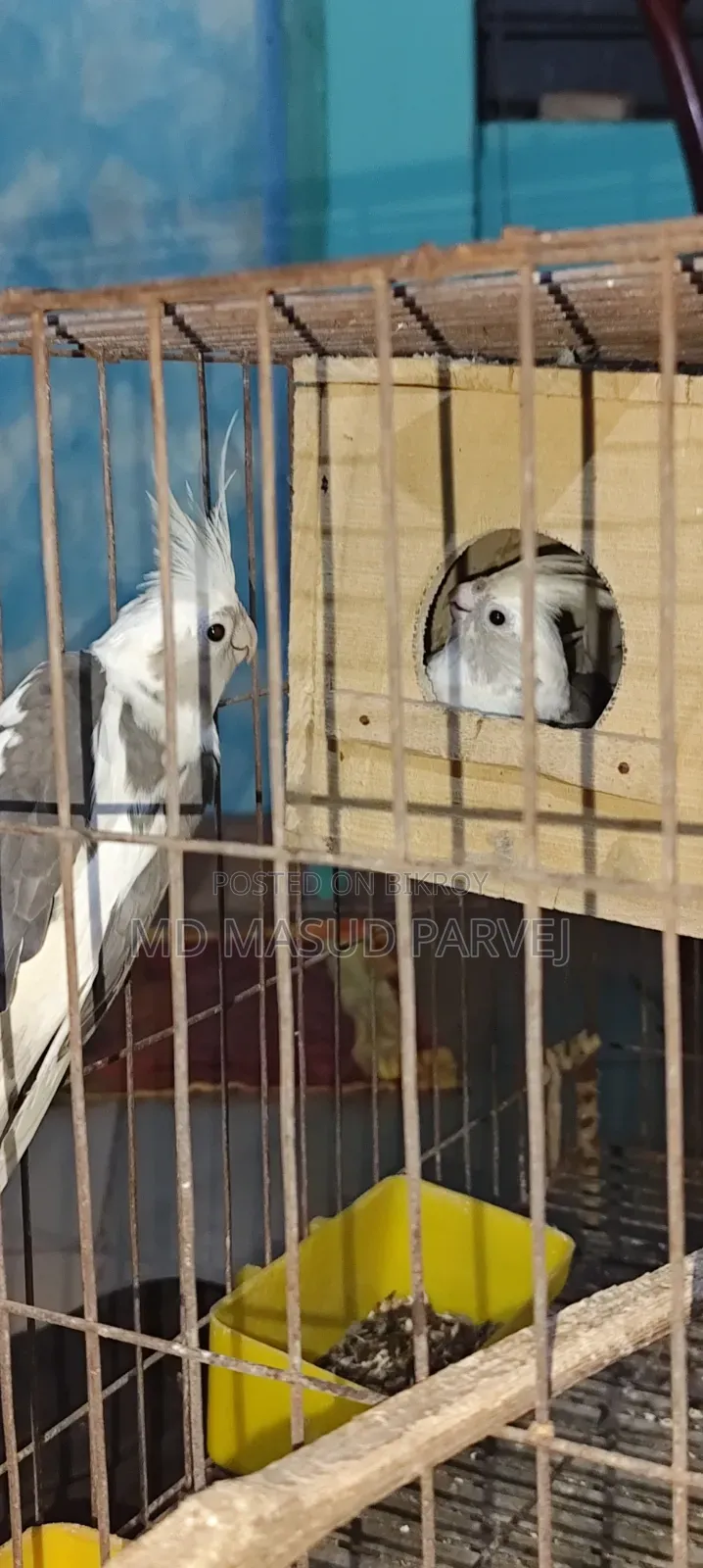 কোকাটেল পাখি